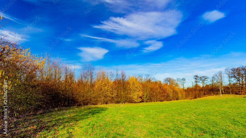 Dutch green meadow with green grass, autumnal bare trees in background against blue sky, yellowish brown foliage, sunny winter day in Beek, South Limburg in the Netherlands