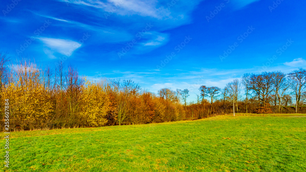 Sunny day in the field with green grass and autumn trees in the background with a wonderful blue sky in Beek South Limburg in the Netherlands Holland