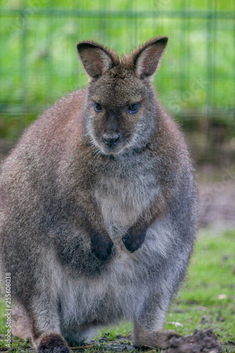 wallaby