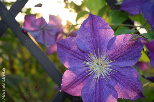 blue flower in garden