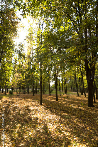 Wallpaper Mural Beautiful landscape with magic autumn trees and fallen leaves in the mountains (harmony, relaxation - concept) Torontodigital.ca