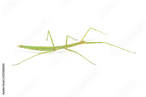 Walking Stick Insect.