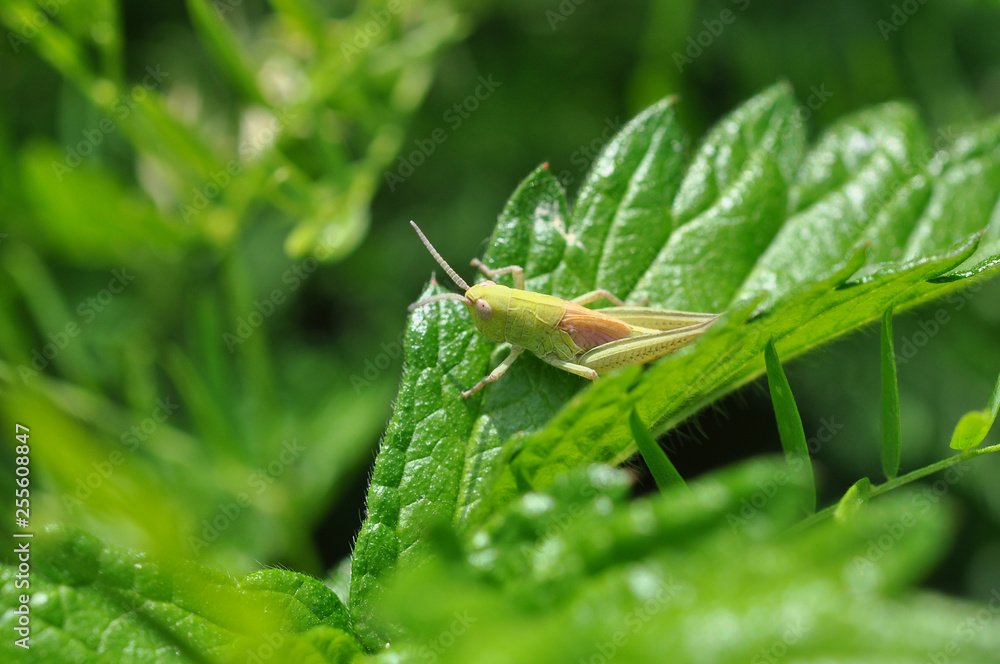 Grasshopper in the grass. Grasshopper in the grass.