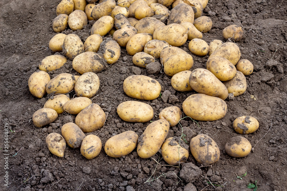 Potato harvest on the bed. Growing potatoes_