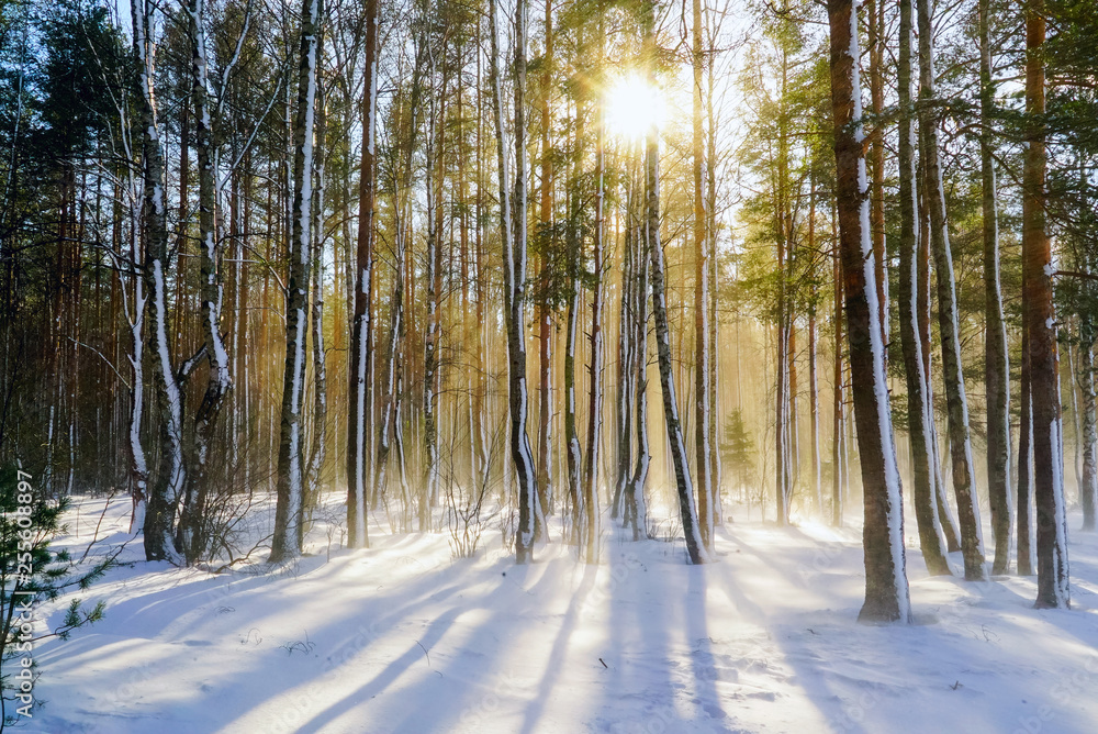 Naklejka premium Snowstorm in winter forest with snow-covered trees on a bright Sunny day.