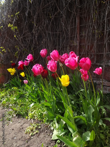 tulips in the garden
