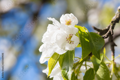 pear tree flowers photo