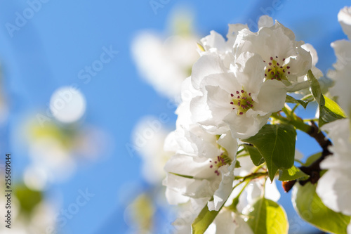 pear tree flowers photo