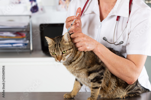 Veterinary clinic with a kitten © 135pixels
