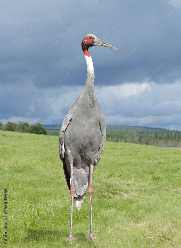Fototapeta premium Sarus crane (Antigone antigone)