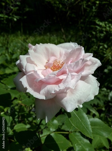 pink rose in the garden