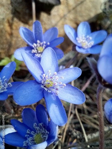 blue flowers