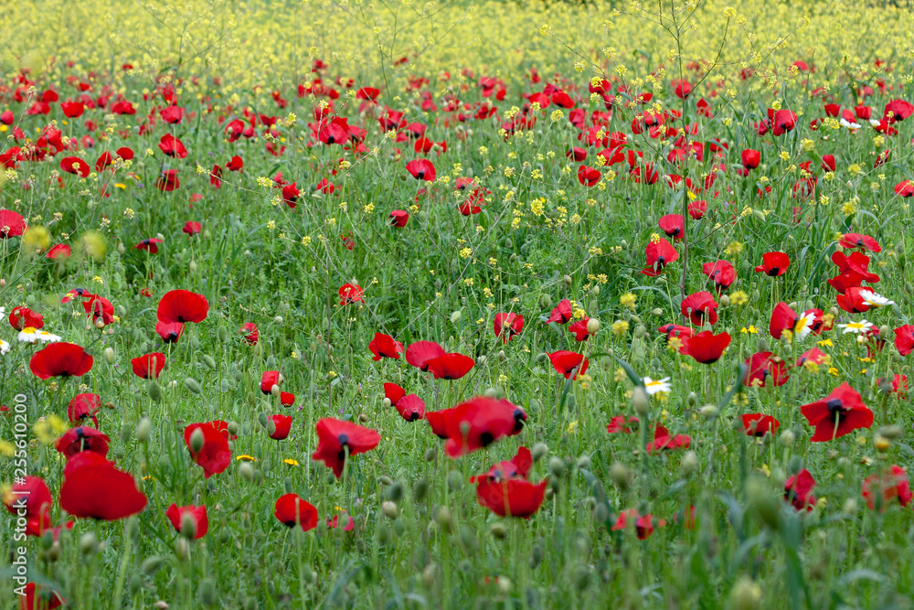 red poppies flower field spring season red poppies flower field spring season