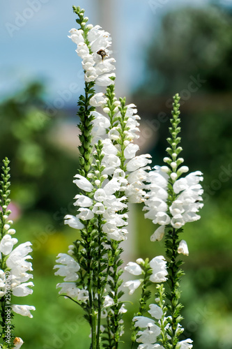 White flowers of false dragonhead (Physostegia virginiana)