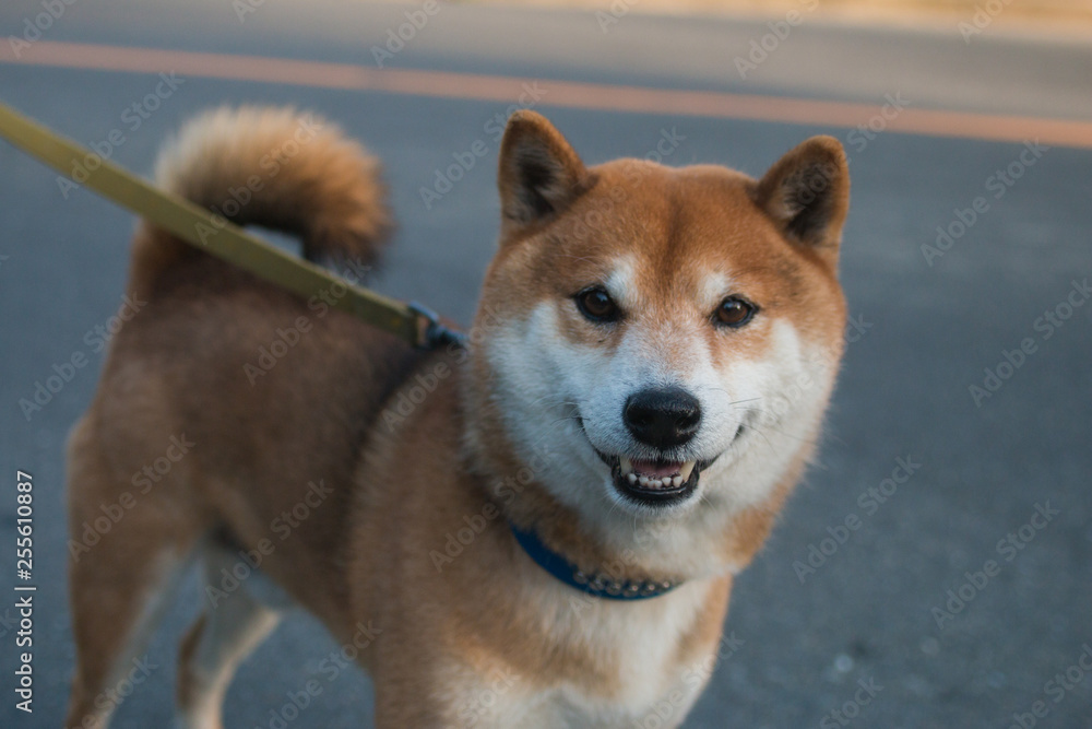 Portrait of Shiba Inu dog looking at other people. Portrait of Shiba Inu dog looking at other people.