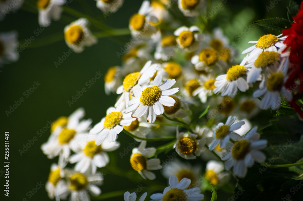 a bouquet of bright spring flowers of various types a bouquet of bright spring flowers of various types