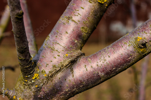 Fototapeta Naklejka Na Ścianę i Meble -  The trunk of the Plum tree. Beautiful purple, with yellow and green growths, interspersed. From it grow smaller branches and knots.