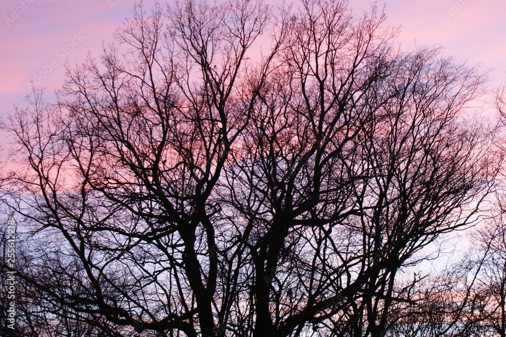 abendrot früling baum abendrot früling baum