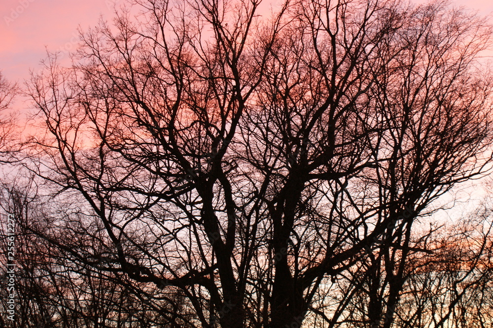 baum, himmel, baum, wald, natur, abendrot, herbst, blau, landschaft, silhouette, cloud, jahreszeit, sonne, erkältung, cloud, ast, holz, dark, anblick, ast, schnee, sonnenaufgang, frühling, sch baum, himmel, baum, wald, natur, abendrot, herbst, blau, landschaft, silhouette, cloud, jahreszeit, sonne, erkältung, cloud, ast, holz, dark, anblick, ast, schnee, sonnenaufgang, frühling, sch