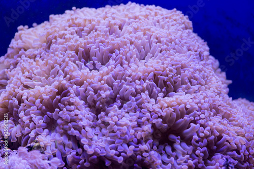 Close up photo of an euphillia coral
