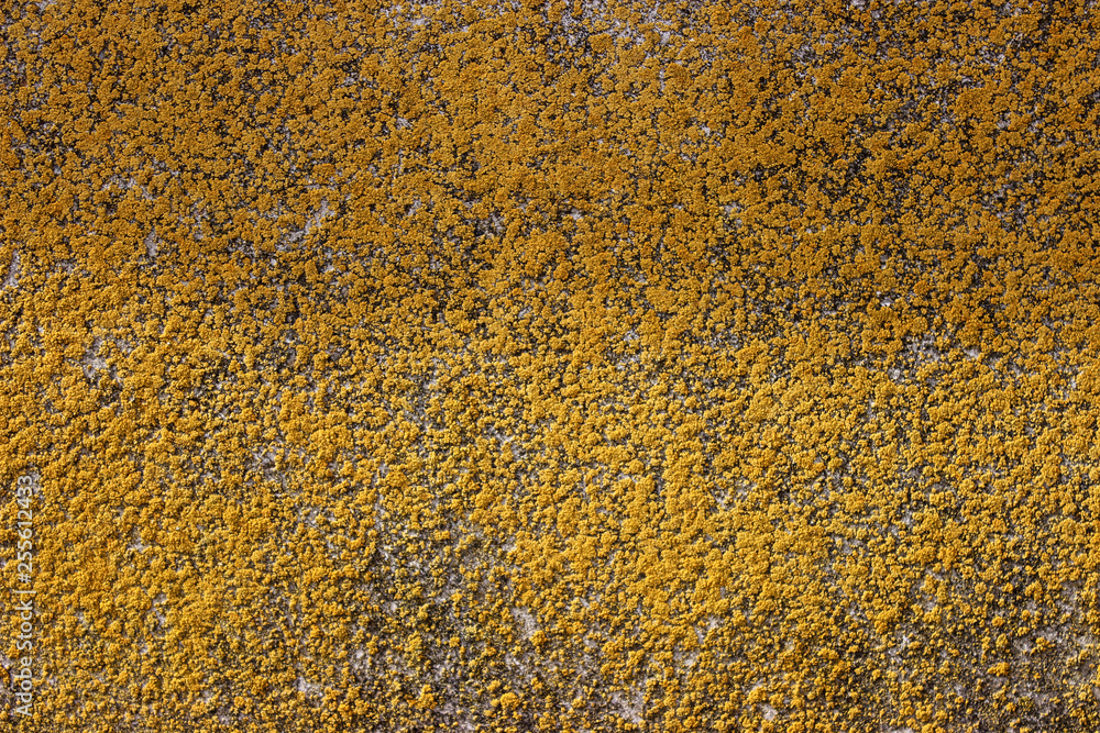 Invoice. Old concrete block. Covered with moss, yellow-green vegetation. Village.