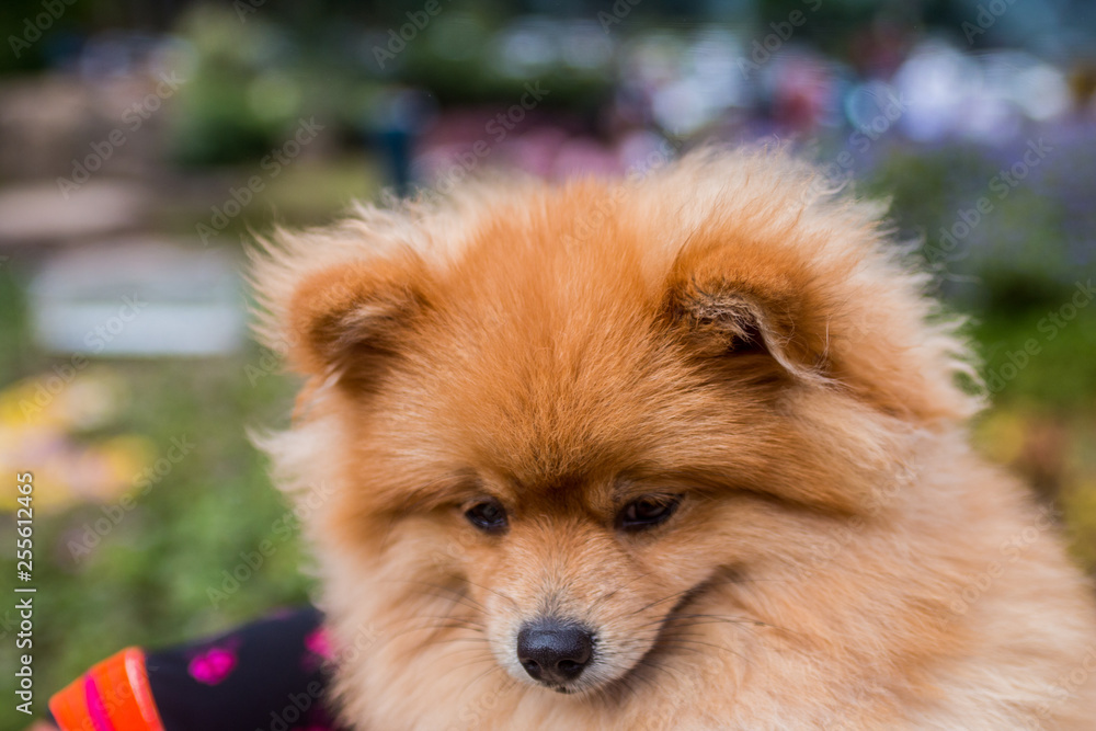 Cute dog(Pomeranian) shows sad feeling.