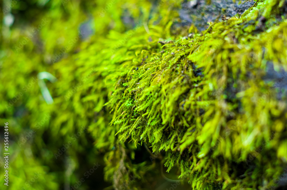 Long green moss covering cracked rocks and tree roots in the forest, selective focus Long green moss covering cracked rocks and tree roots in the forest, selective focus