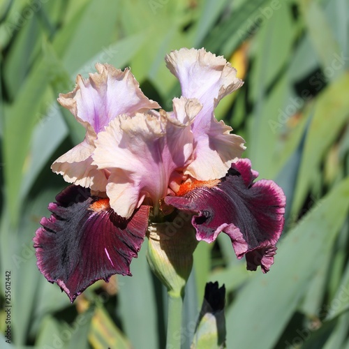 Iris flower. photo