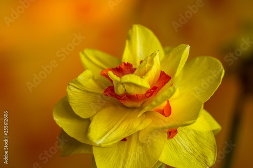 Amazing yellow huge bright daffodils in sunlight