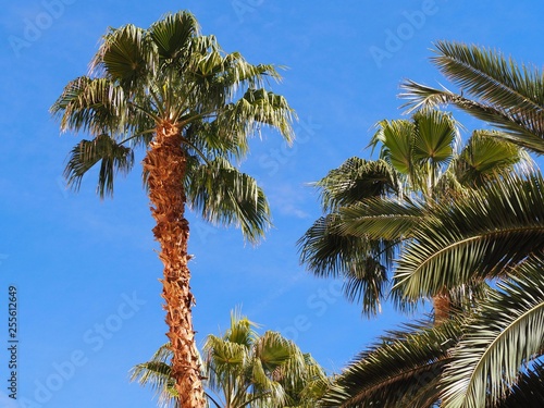 palm tree with blue sky in background © Sanya