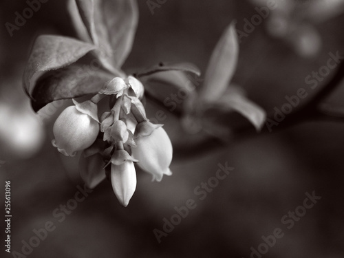 Blueberry flowers budding in late spring. Sepia tones. 