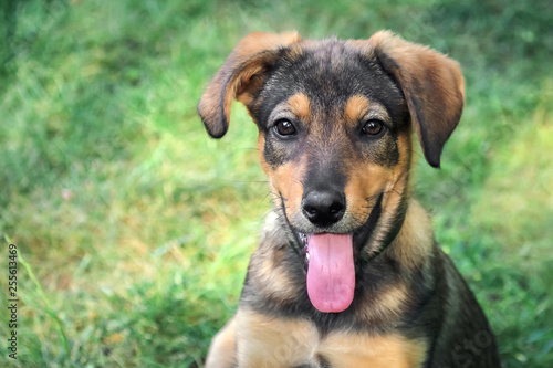 funny puppy shows tongue