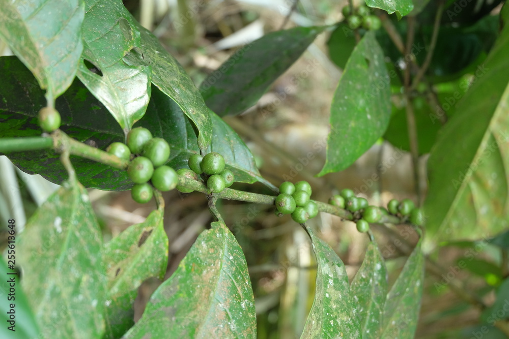 Green coffee beans growing on the branch Green coffee beans growing on the branch