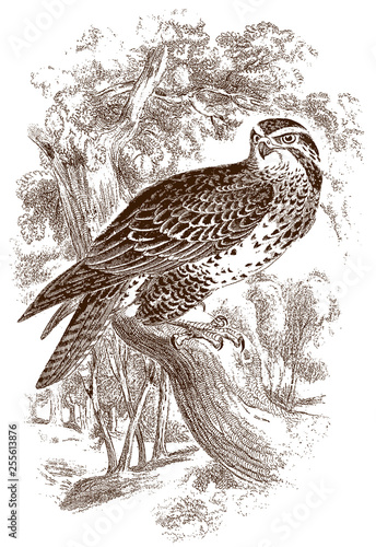 Common buzzard (buteo) sitting on a branch. Illustration after a historical steel engraving from the early 19th century