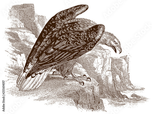 White-tailed eagle (haliaeetus albicilla) sitting on a rock, looking down to the sea. Illustration after a historical steel engraving from the early 19th century