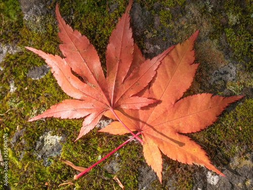 Autumn maple leaves background.