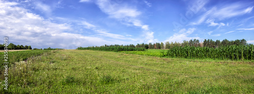Russian field. Summer countryside landscape