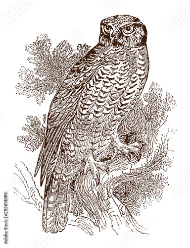 Northern hawk-owl, surnia ulula sitting on a branch and looking backwards. Illustration after an antique steel engraving from the early 19th century