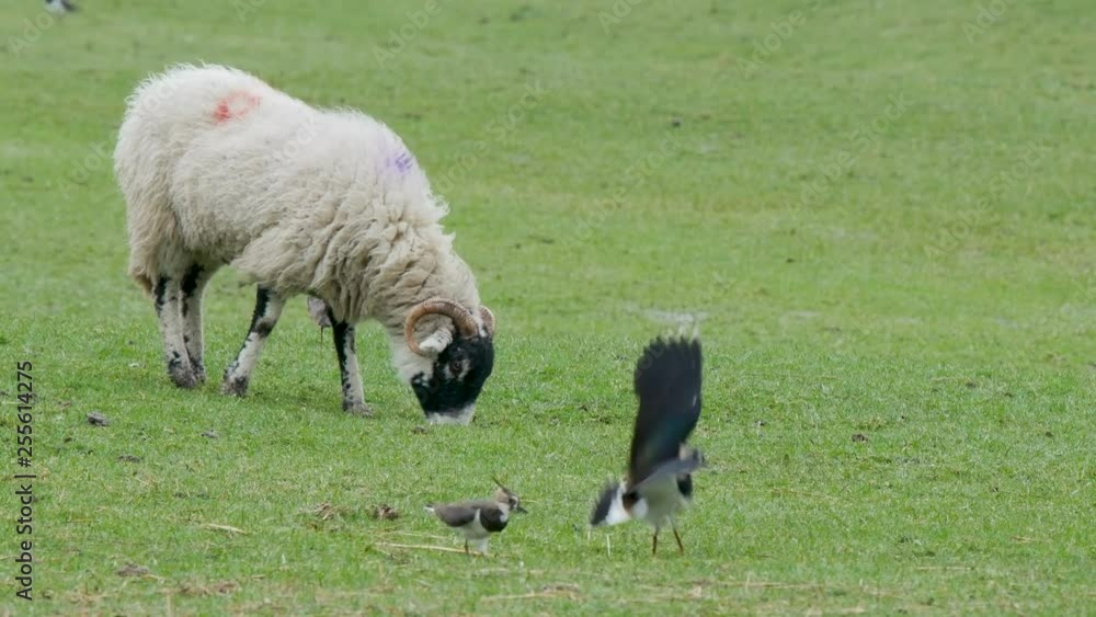 Lapwings fighting in the middle of a grassy field with a grazing sheep in the background, North Pennines County Durham Lapwings fighting in the middle of a grassy field with a grazing sheep in the background, North Pennines County Durham