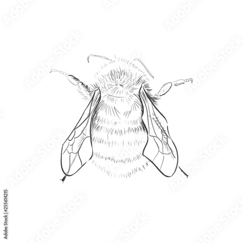 bee fly icon vector illustration