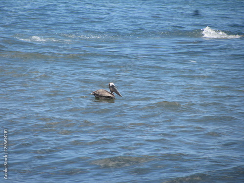 Venezuela. Caribbean sea. Pelican on the water