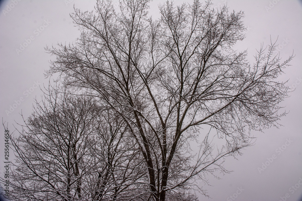 Winter Tree Life Winter Tree Life