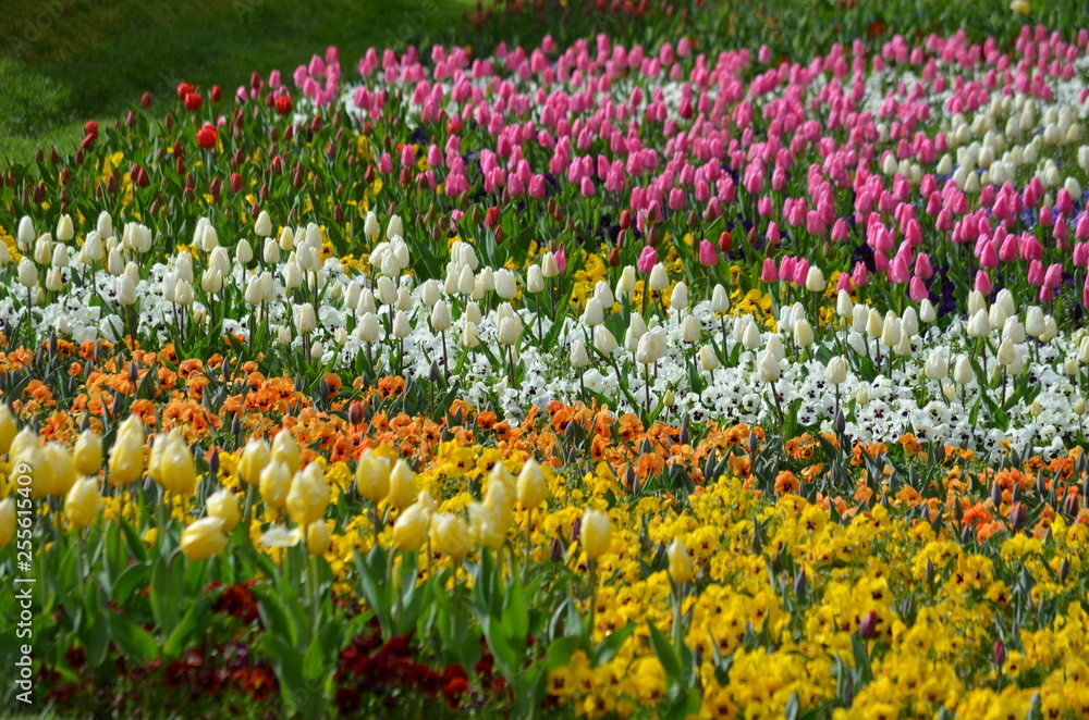 Field with colourful tulips in bloom at Keukenhof garden in a sunny spring day