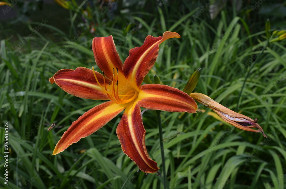 Obraz premium Close up of an orange red lily flower in full bloom in a garden during spring time with fresh green leaves in the background