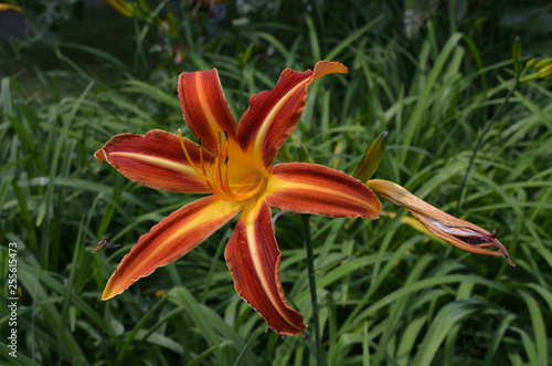 Close up of an orange red lily flower in full bloom in a garden during spring time with fresh green leaves in the background