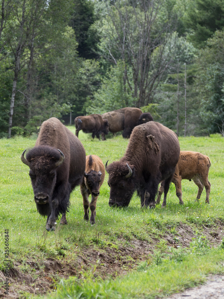 Vertical photo of group of American bison walking on grass with others grazing in the background Vertical photo of group of American bison walking on grass with others grazing in the background