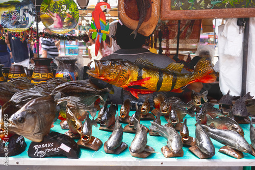 Piranha Souvenir in Street Market, Stuffed Fish With Strongest Bite in Nature. Natural of Amazon River, Brazil, Colombia, Venezuela and Peru 