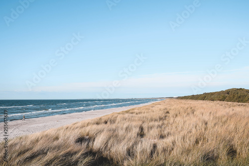 D  nen  Strand  Meer  Gr  n  Pflanzen  Ozean  Nordsee  Ostsee  Naturschutz  Hintergrund