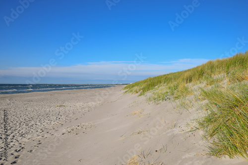 D  nen  Strand  Meer  Gr  n  Pflanzen  Ozean  Nordsee  Ostsee  Hintergrund 