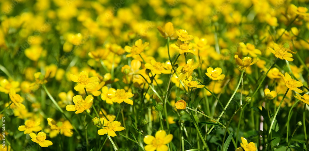 Gelbe Butterblumen auf einer Wiese